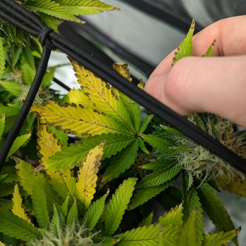 Trainwreck #2 growlog timeline photo