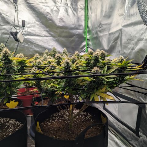 Trainwreck #2 growlog timeline photo