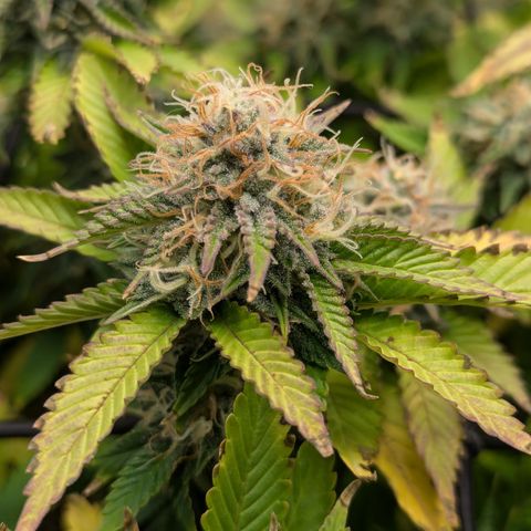 Trainwreck #1 growlog timeline photo