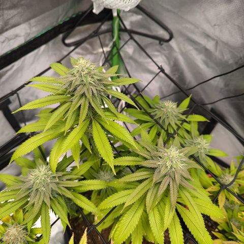 Wedding Cake #2 growlog timeline photo
