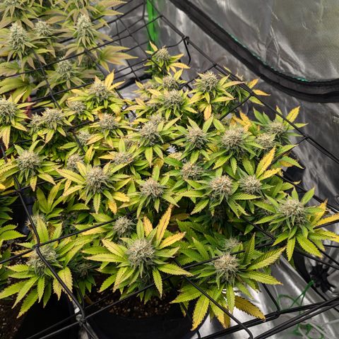 Trainwreck #2 growlog timeline photo