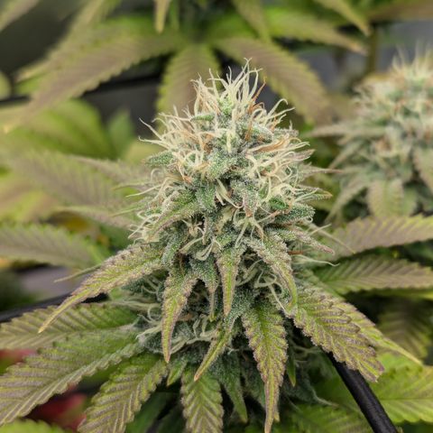 Green Crack #2 growlog timeline photo