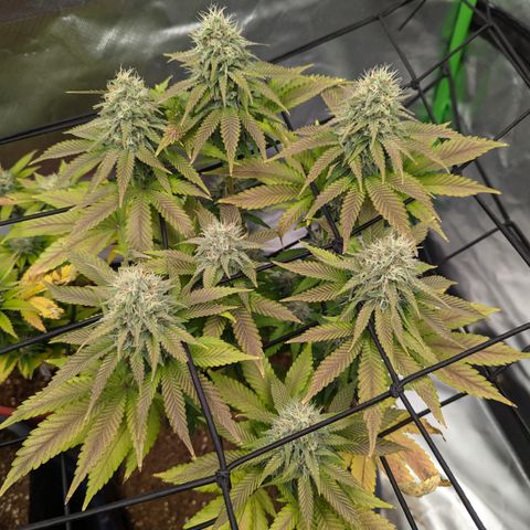 Green Crack #2 growlog timeline photo