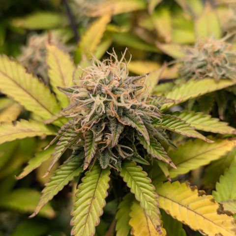 Trainwreck #2 growlog timeline photo