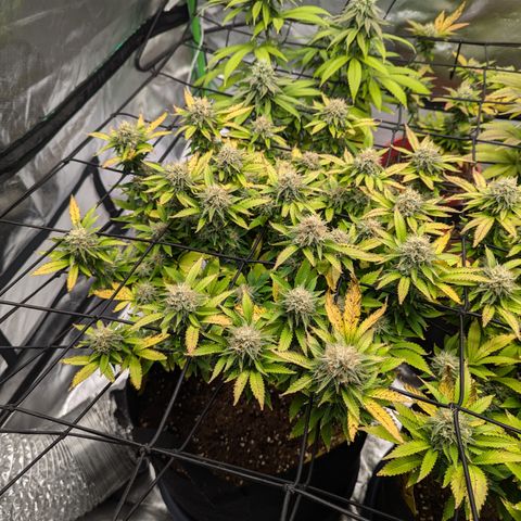 Trainwreck #1 growlog timeline photo