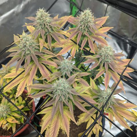 Green Crack #2 growlog timeline photo