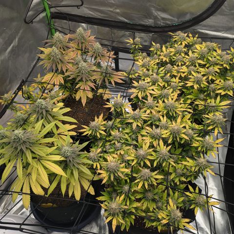 Green Crack #2 growlog timeline photo