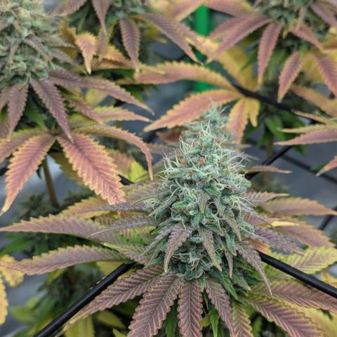Green Crack #2 growlog timeline photo