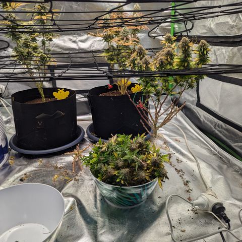Trainwreck #2 growlog timeline photo
