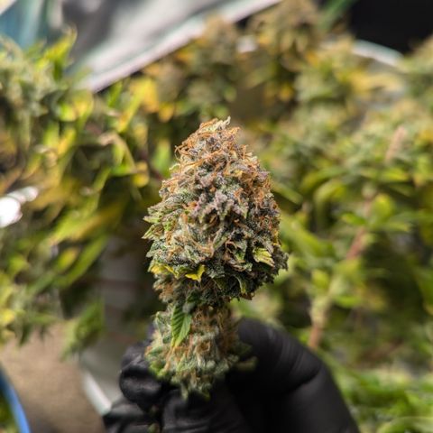 Trainwreck #2 growlog timeline photo