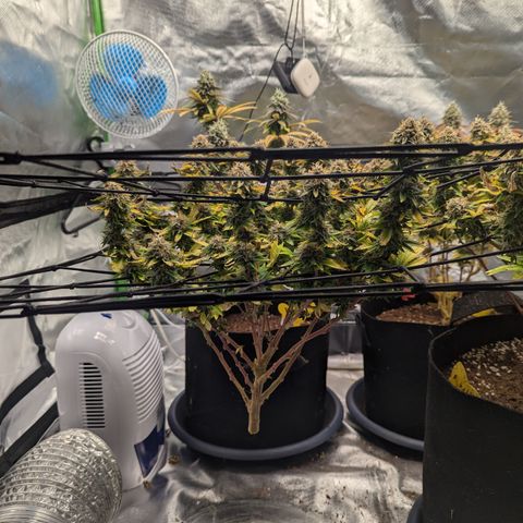 Trainwreck #2 growlog timeline photo