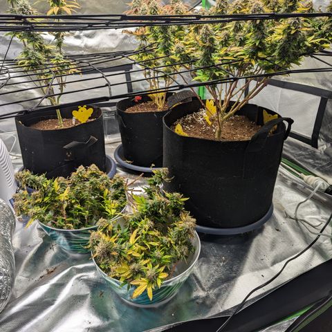 Trainwreck #2 growlog timeline photo
