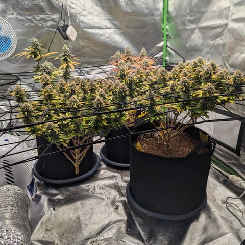 Trainwreck #2 growlog timeline photo