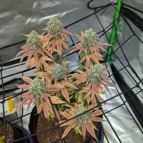 Green Crack #2 growlog timeline photo