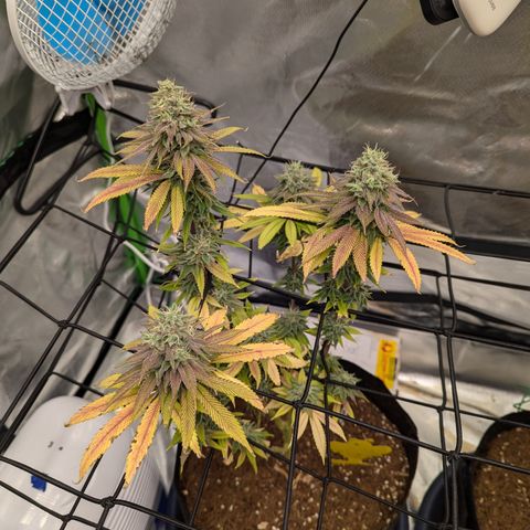 Wedding Cake #2 growlog timeline photo