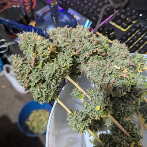 Green Crack #2 growlog timeline photo
