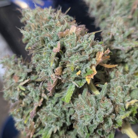 Green Crack #2 growlog timeline photo