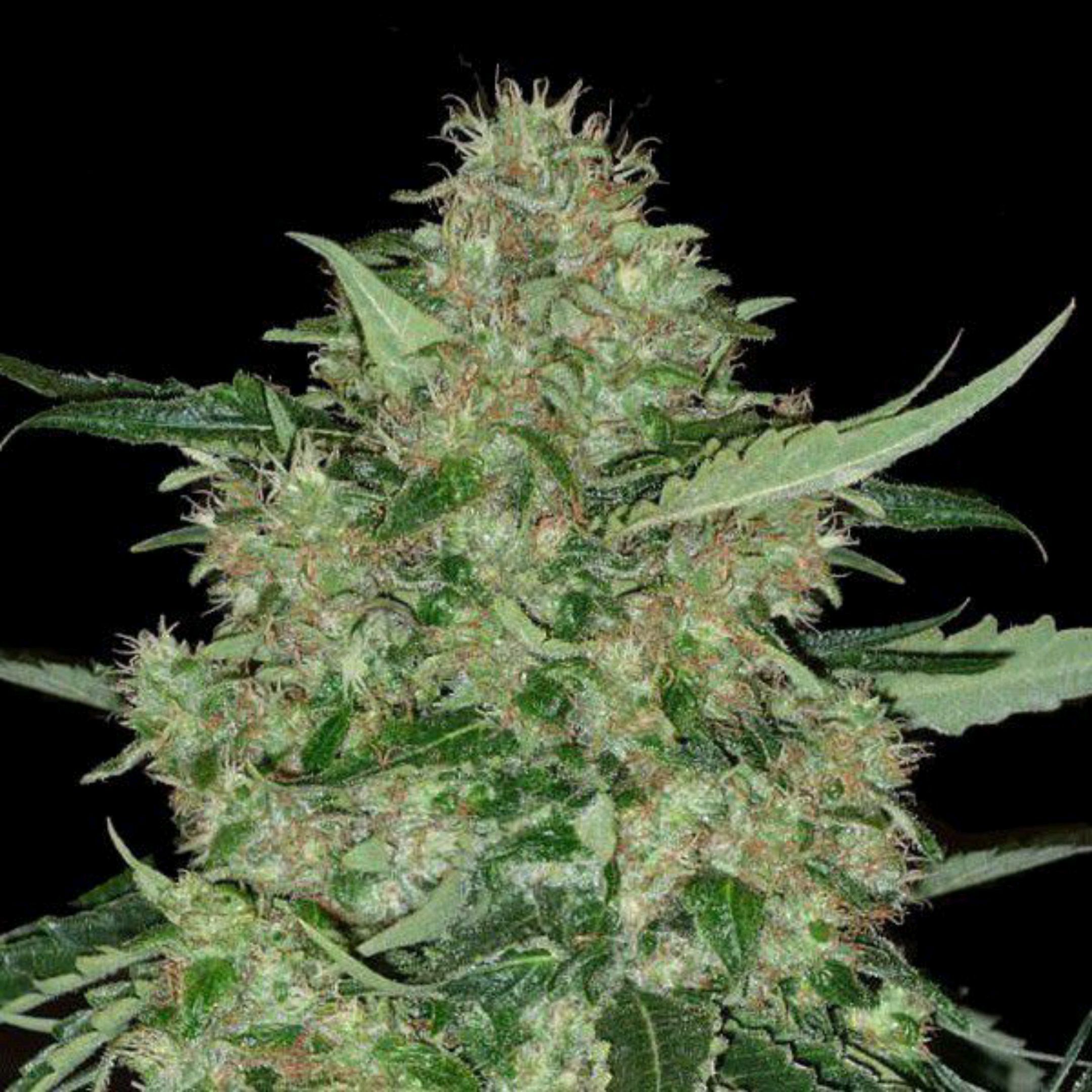 Auto Super Skunk 1 growlog header