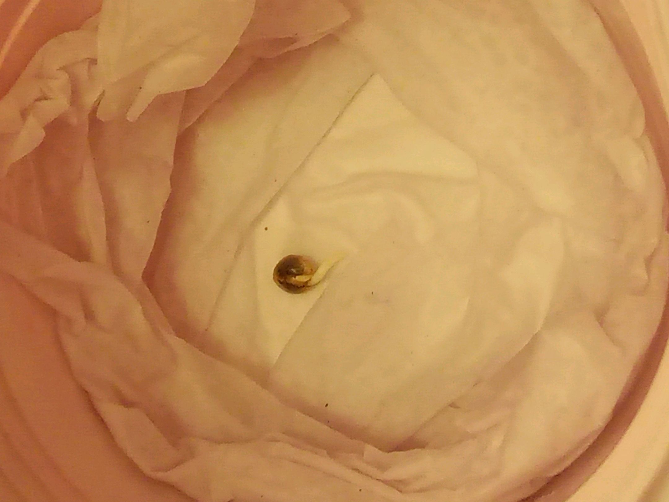 Auto Super Skunk 1 growlog photo 7