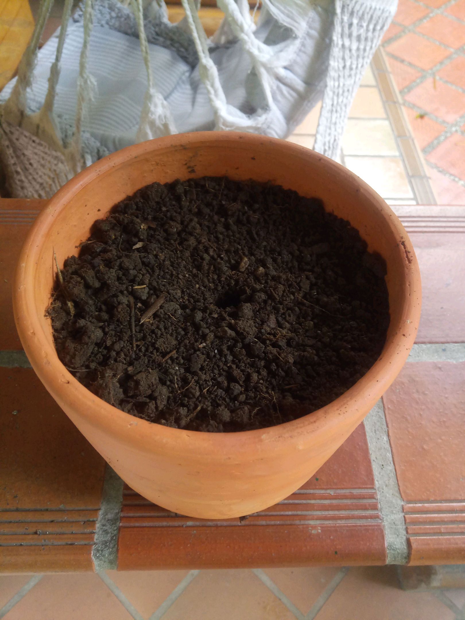 Auto Super Skunk 1 growlog photo 6