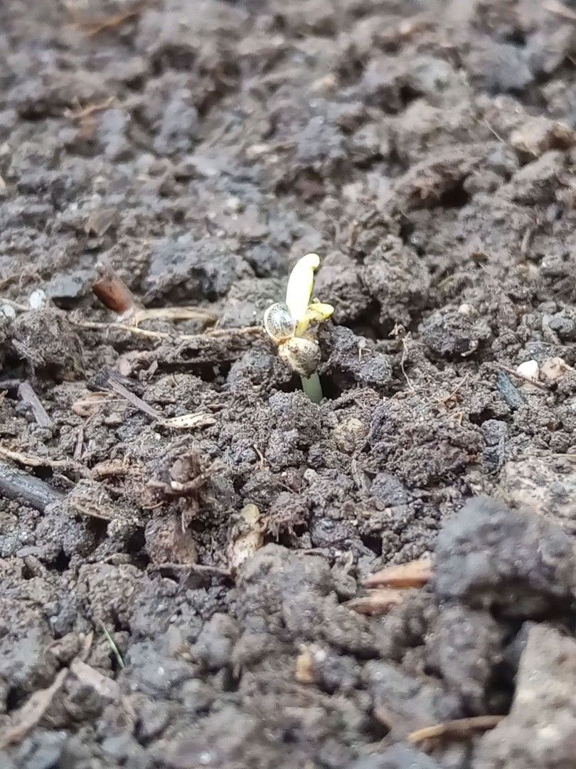 Auto Super Skunk 1 growlog photo 9