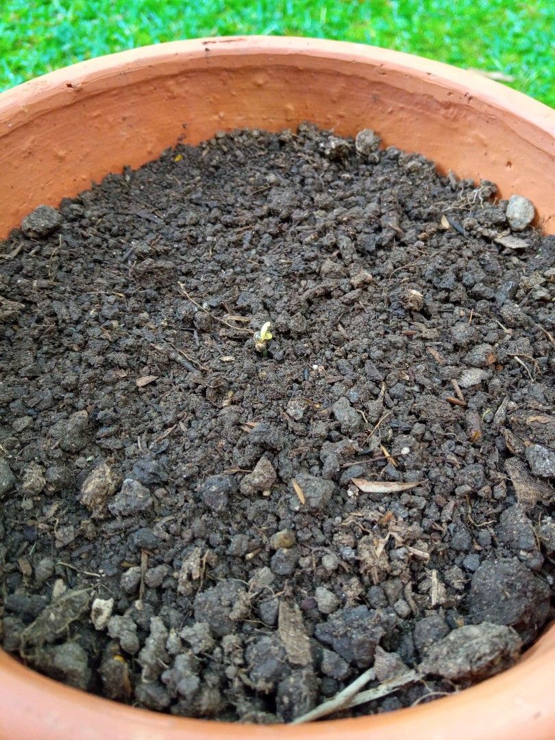 Auto Super Skunk 1 growlog photo 11