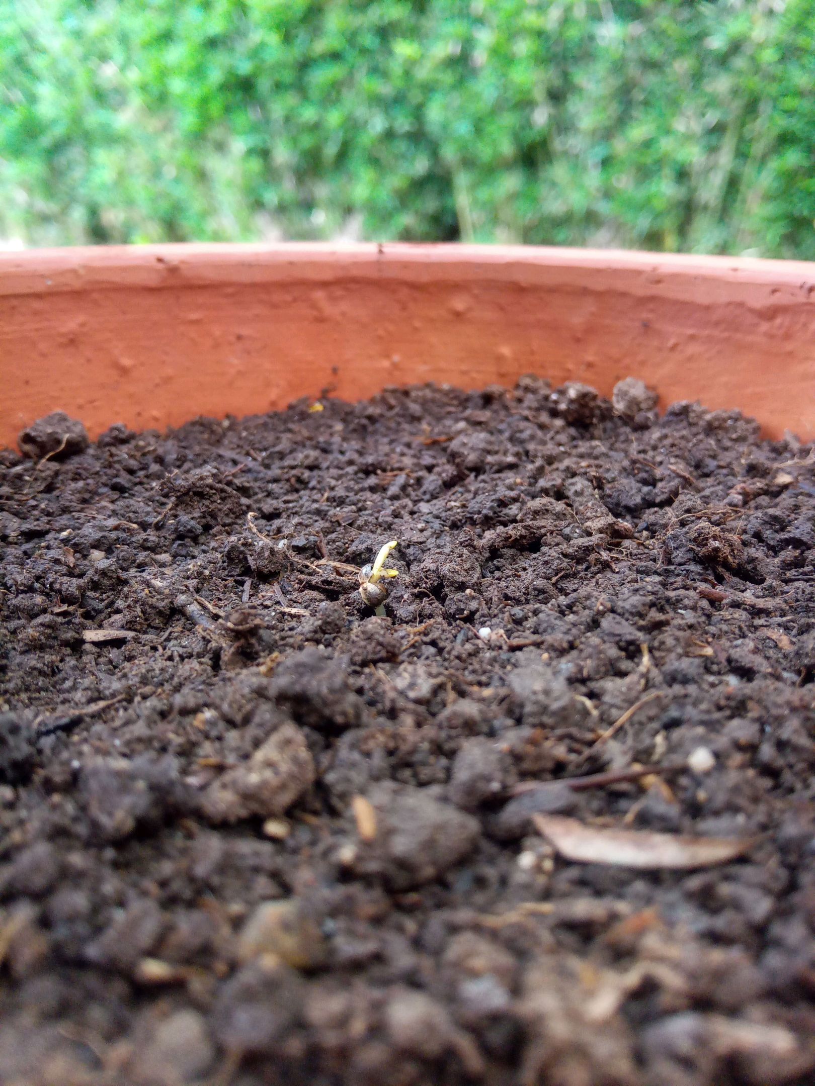 Auto Super Skunk 1 growlog photo 10