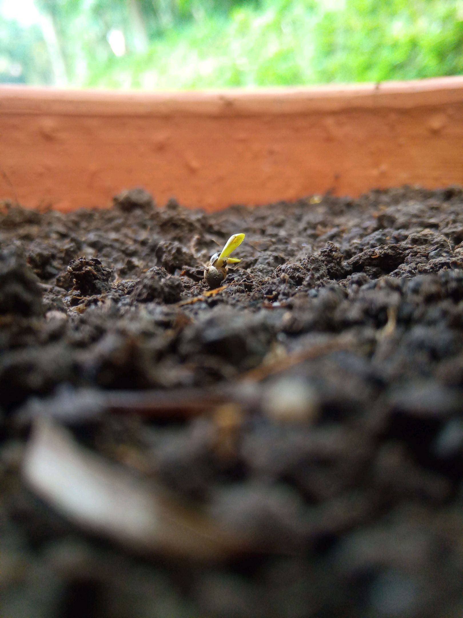 Auto Super Skunk 1 growlog photo 8