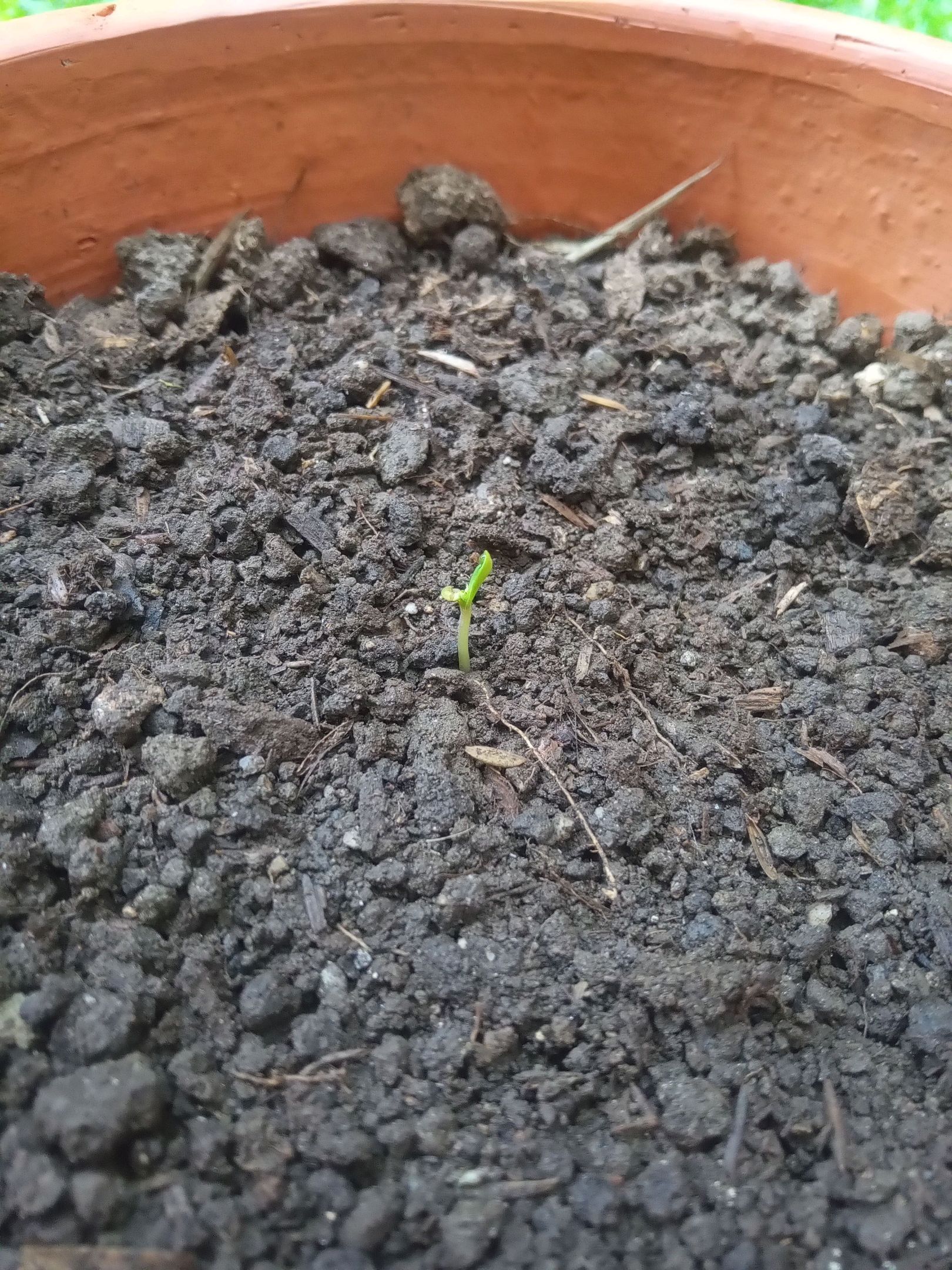 Auto Super Skunk 1 growlog photo 12