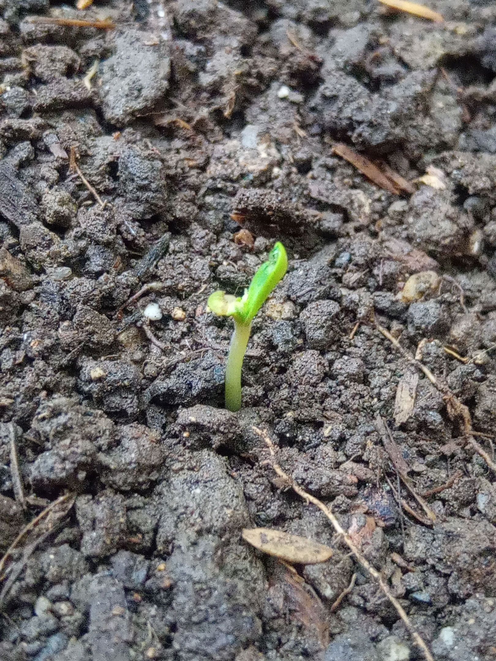 Auto Super Skunk 1 growlog photo 13