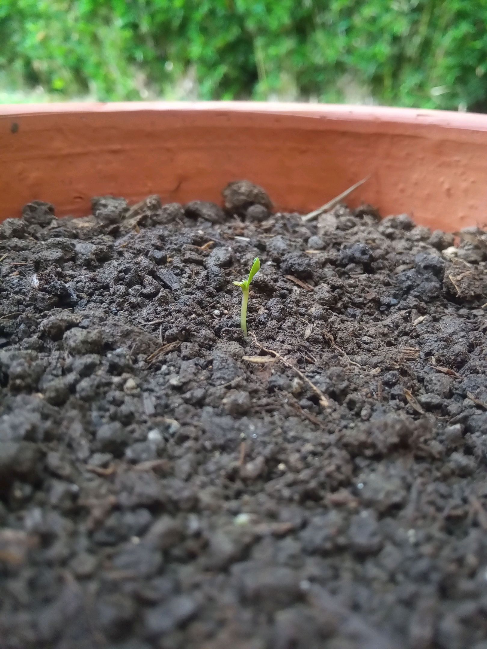 Auto Super Skunk 1 growlog photo 14