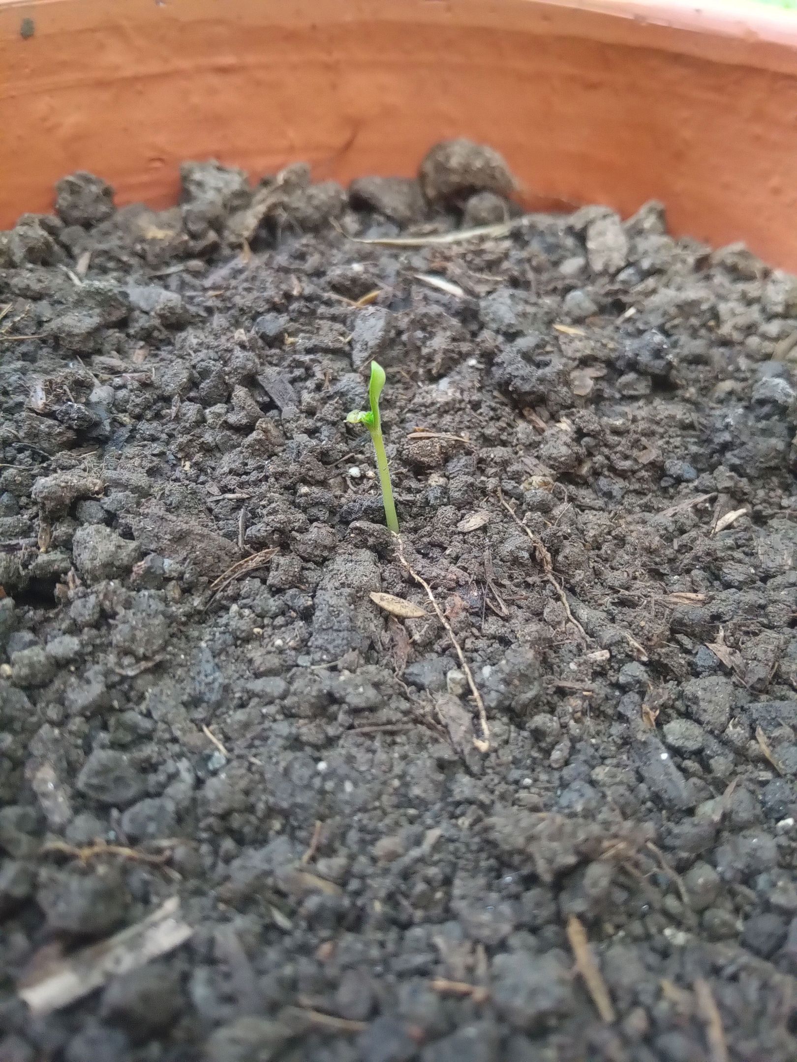 Auto Super Skunk 1 growlog photo 15