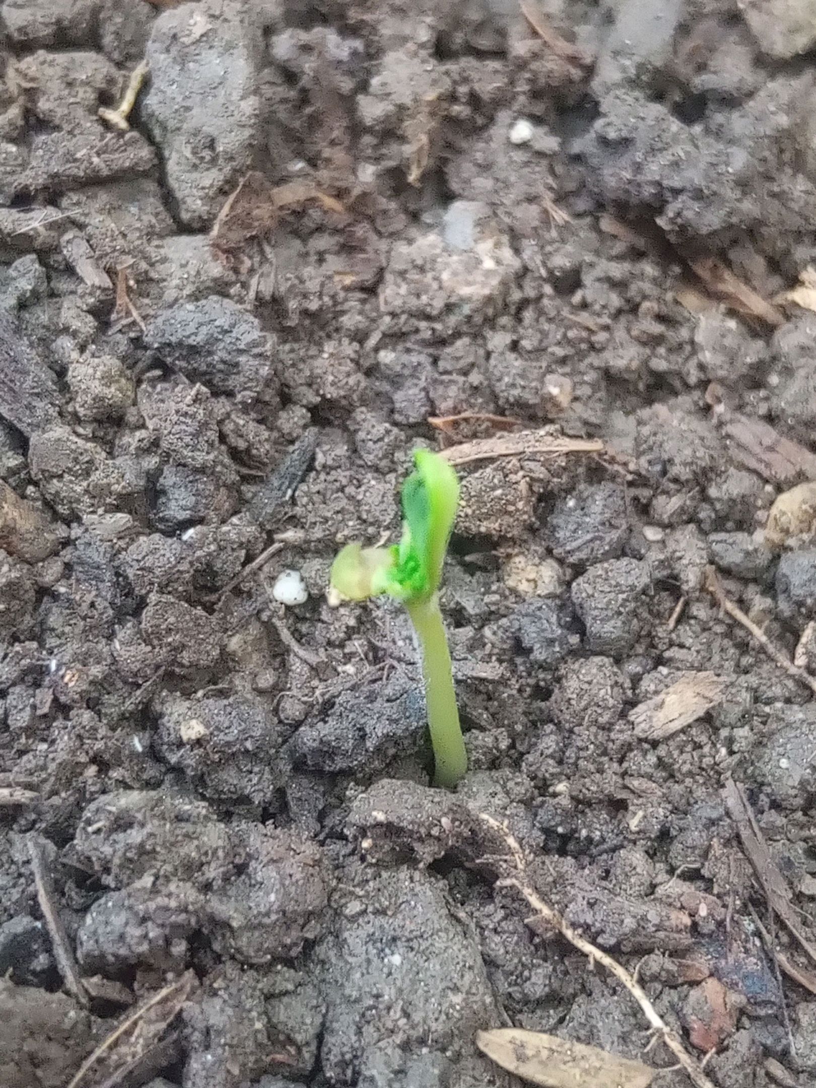 Auto Super Skunk 1 growlog photo 16