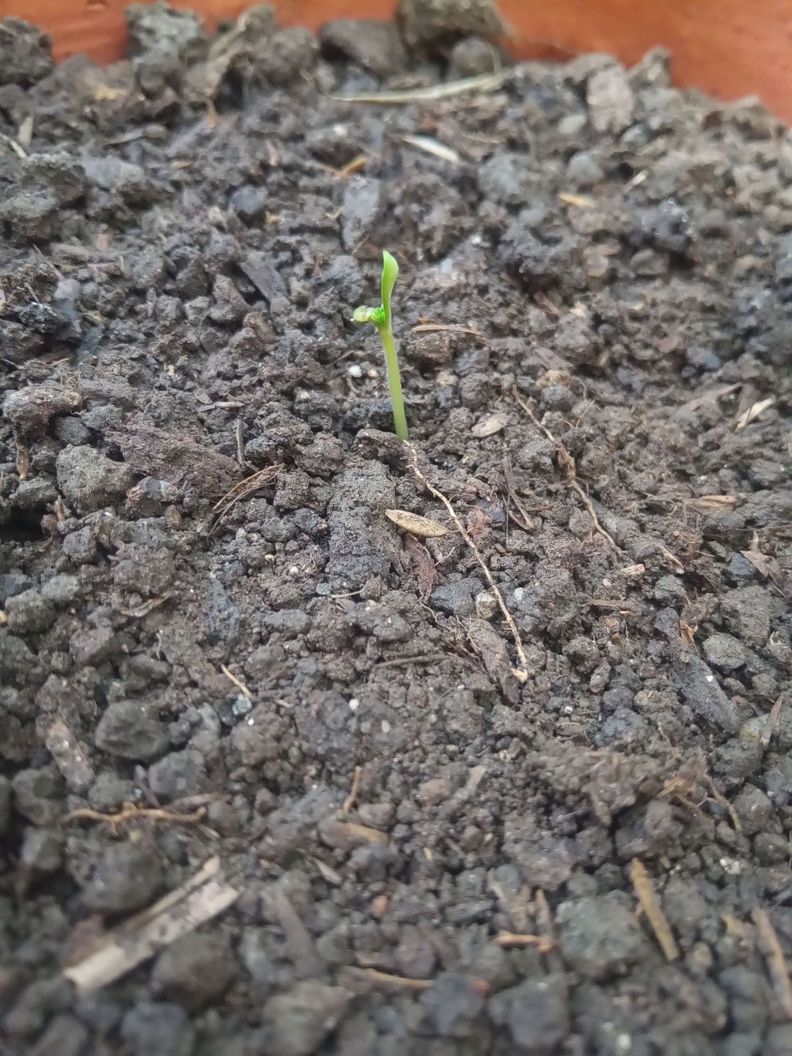 Auto Super Skunk 1 growlog photo 17