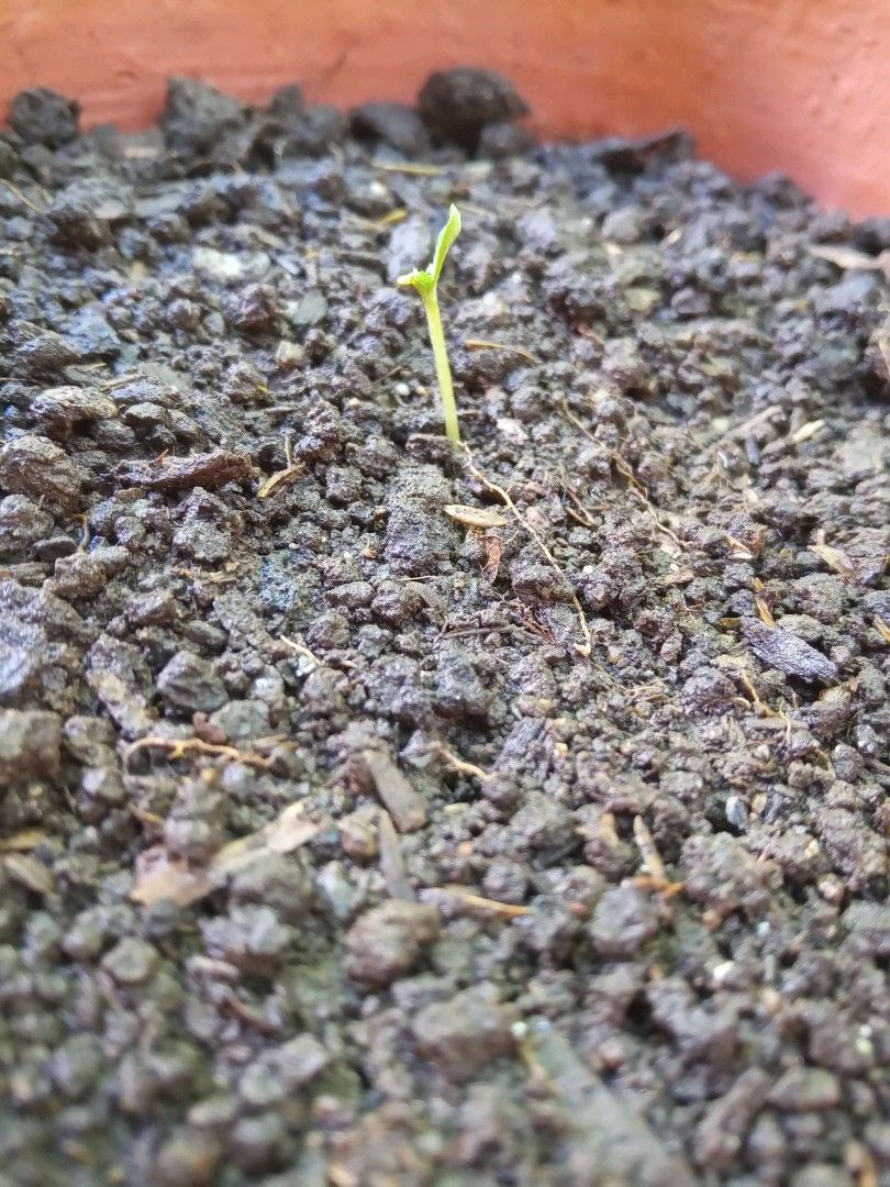 Auto Super Skunk 1 growlog photo 19