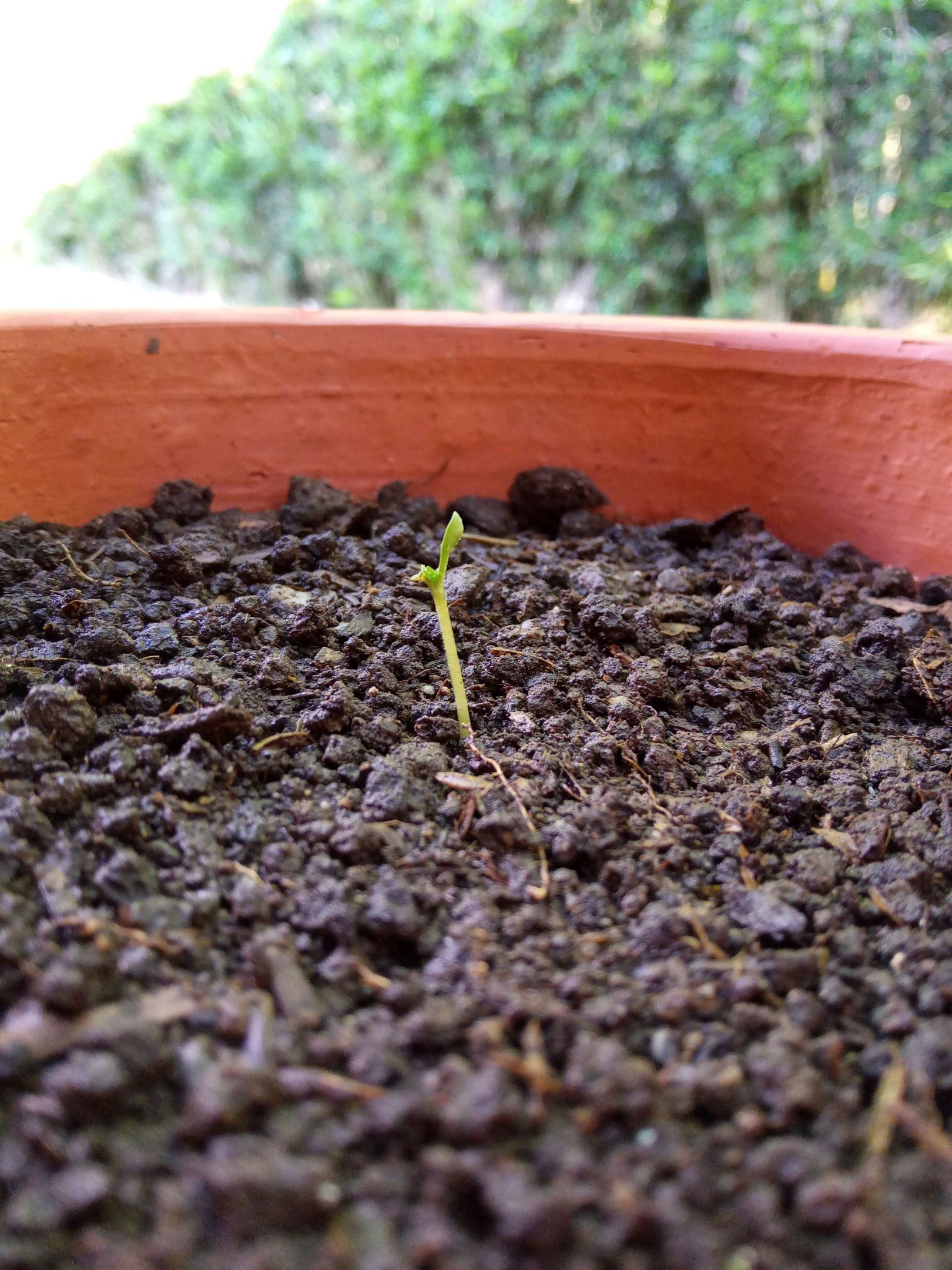 Auto Super Skunk 1 growlog photo 18