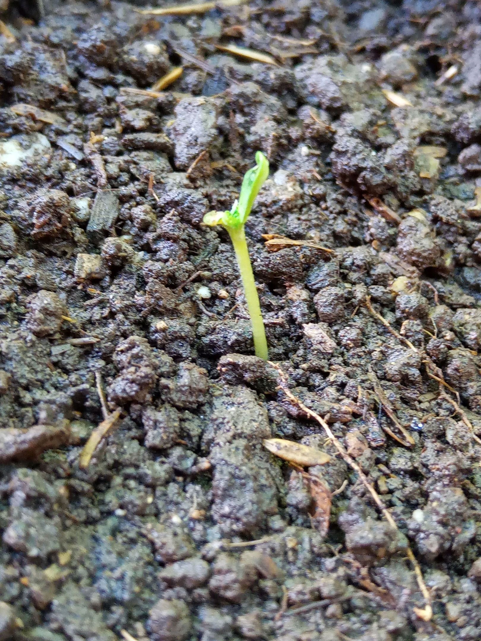 Auto Super Skunk 1 growlog photo 20