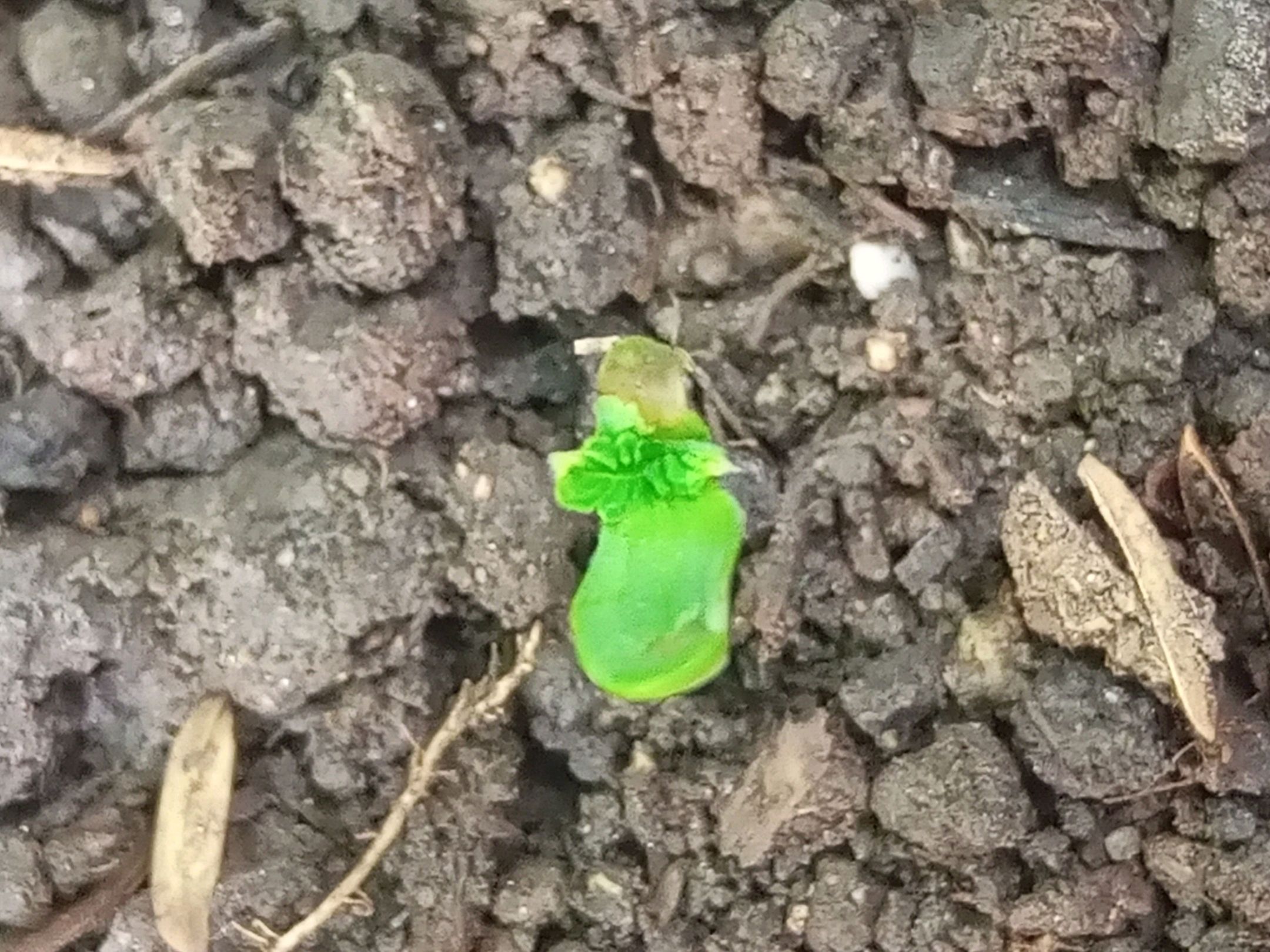 Auto Super Skunk 1 growlog photo 21