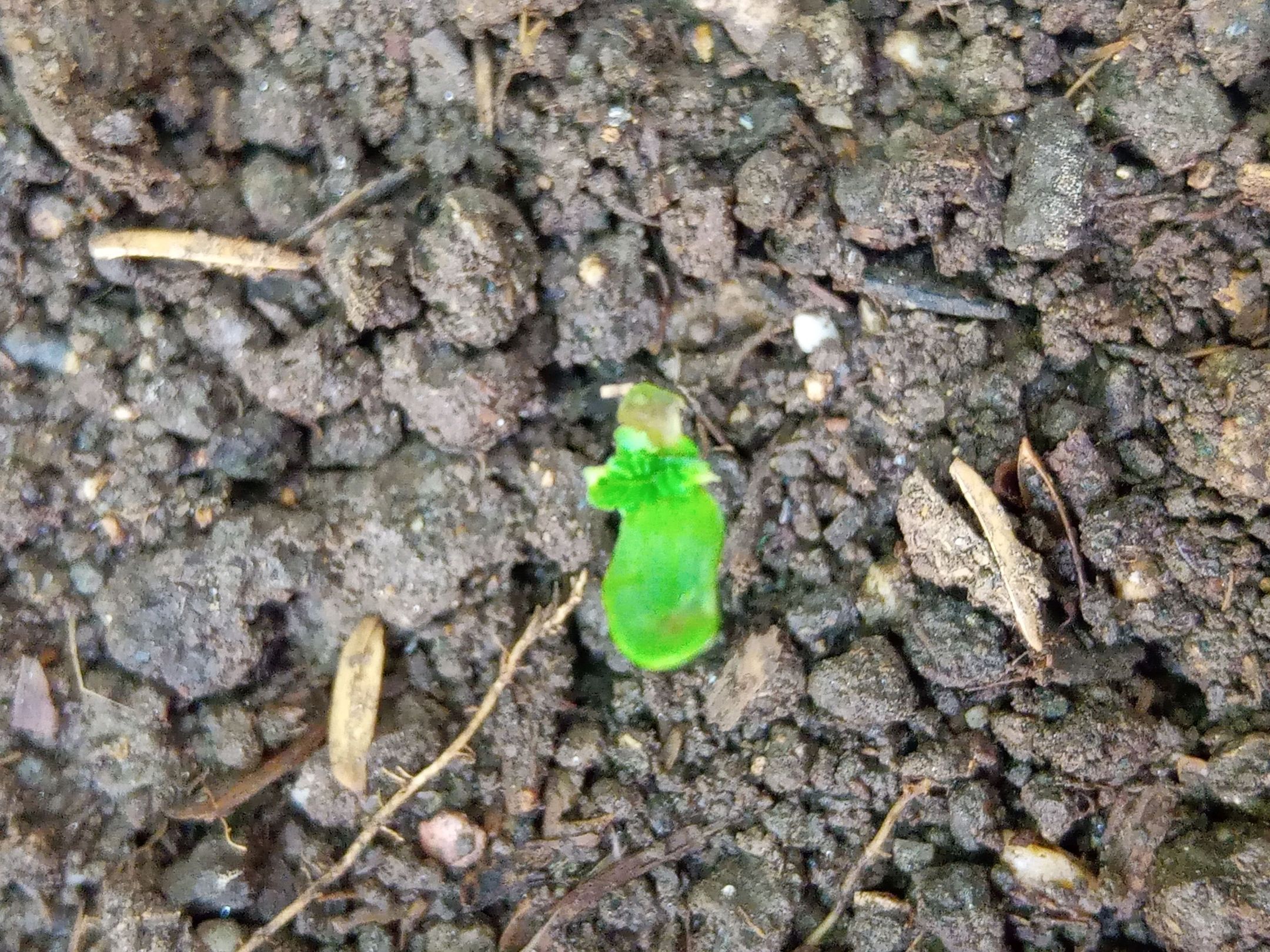 Auto Super Skunk 1 growlog photo 22