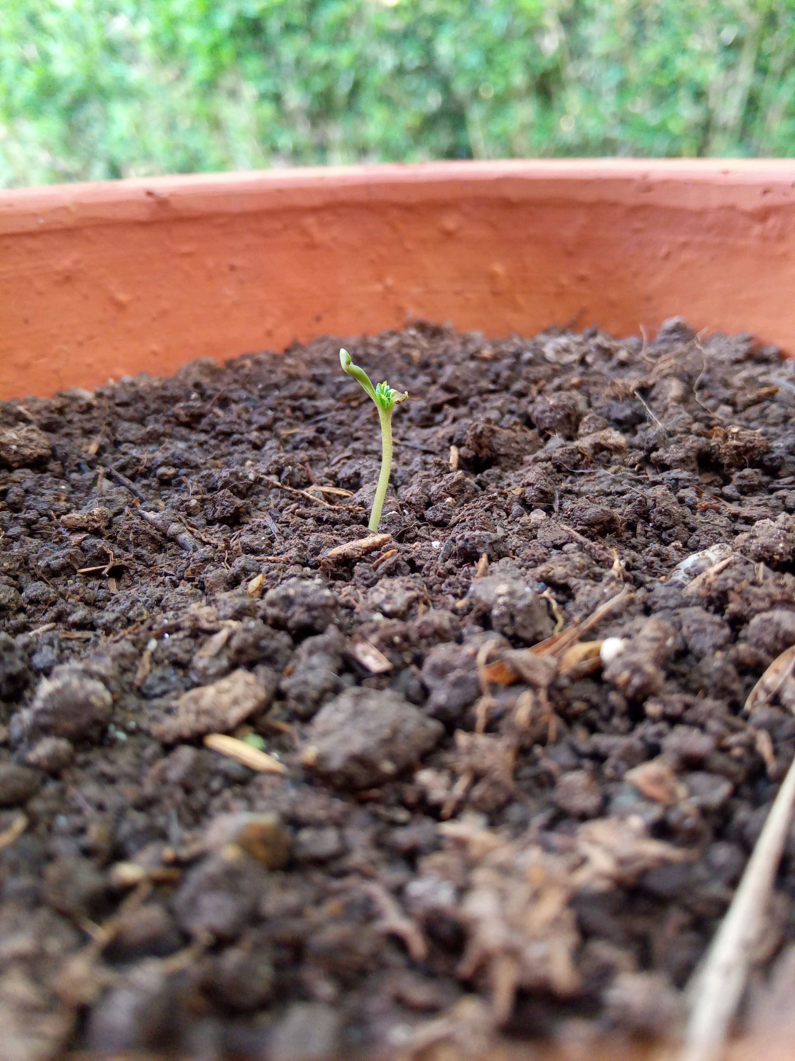 Auto Super Skunk 1 growlog photo 23