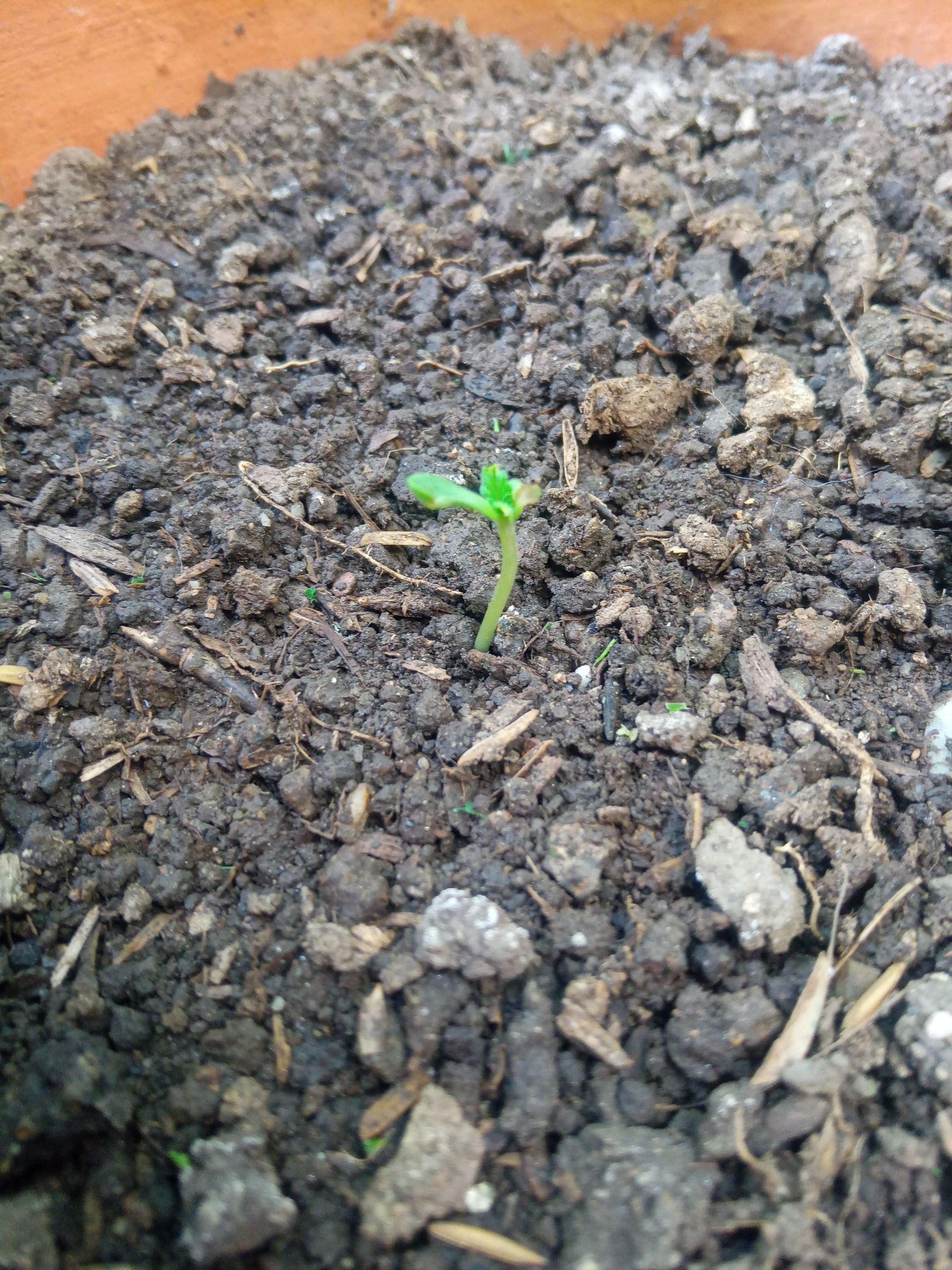 Auto Super Skunk 1 growlog photo 25