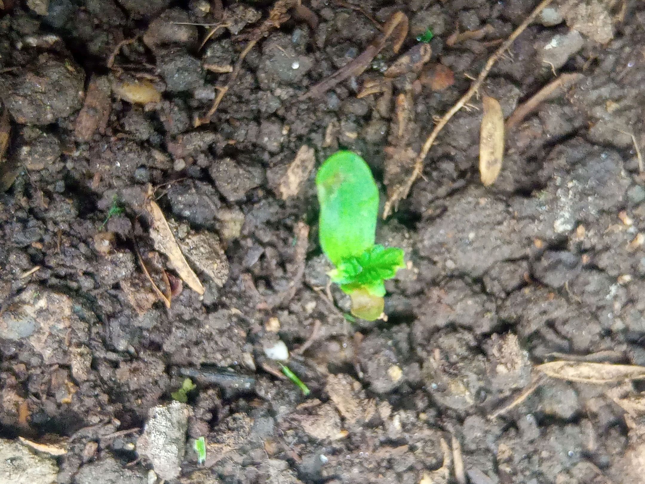 Auto Super Skunk 1 growlog photo 24