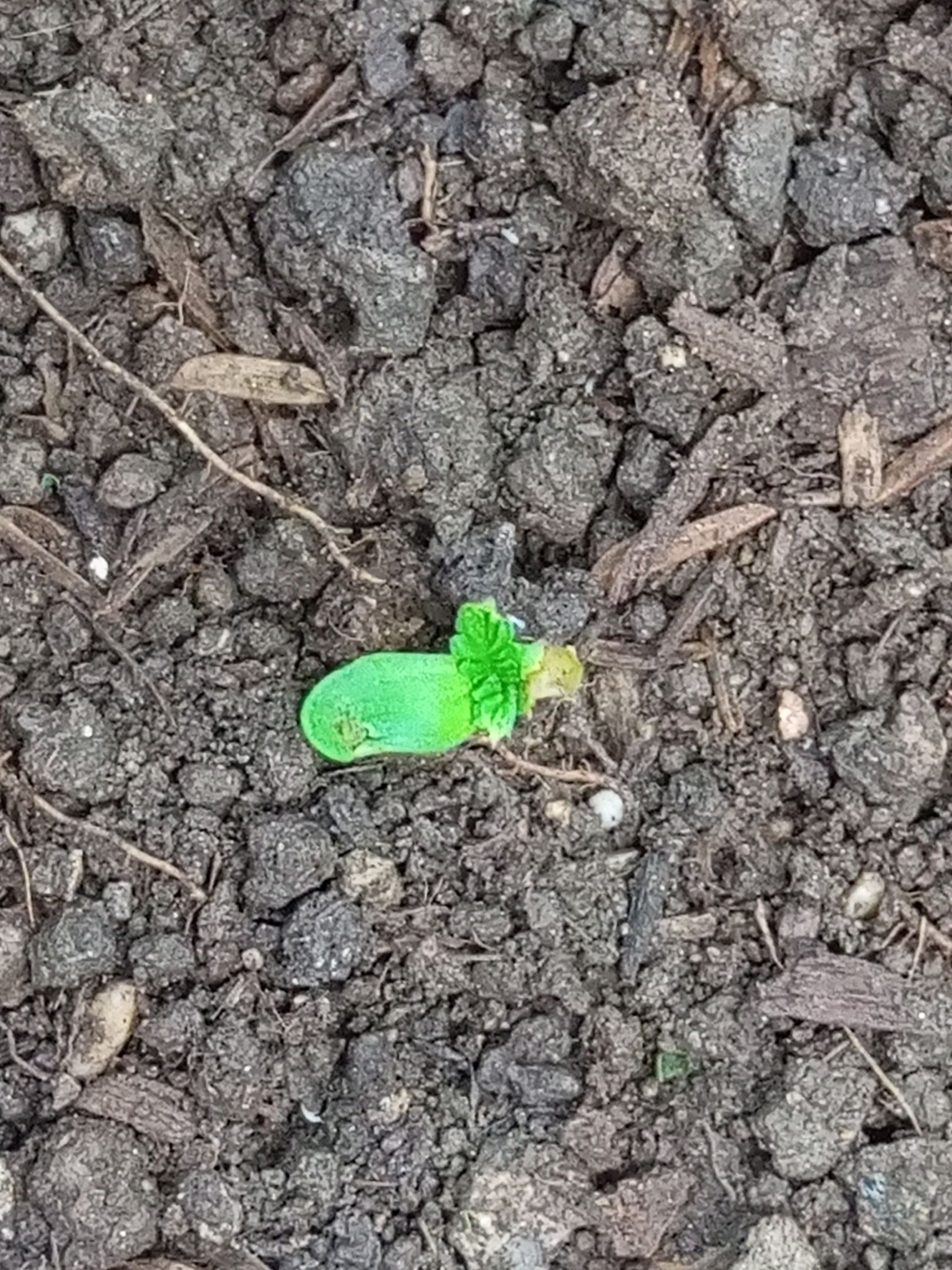 Auto Super Skunk 1 growlog photo 26