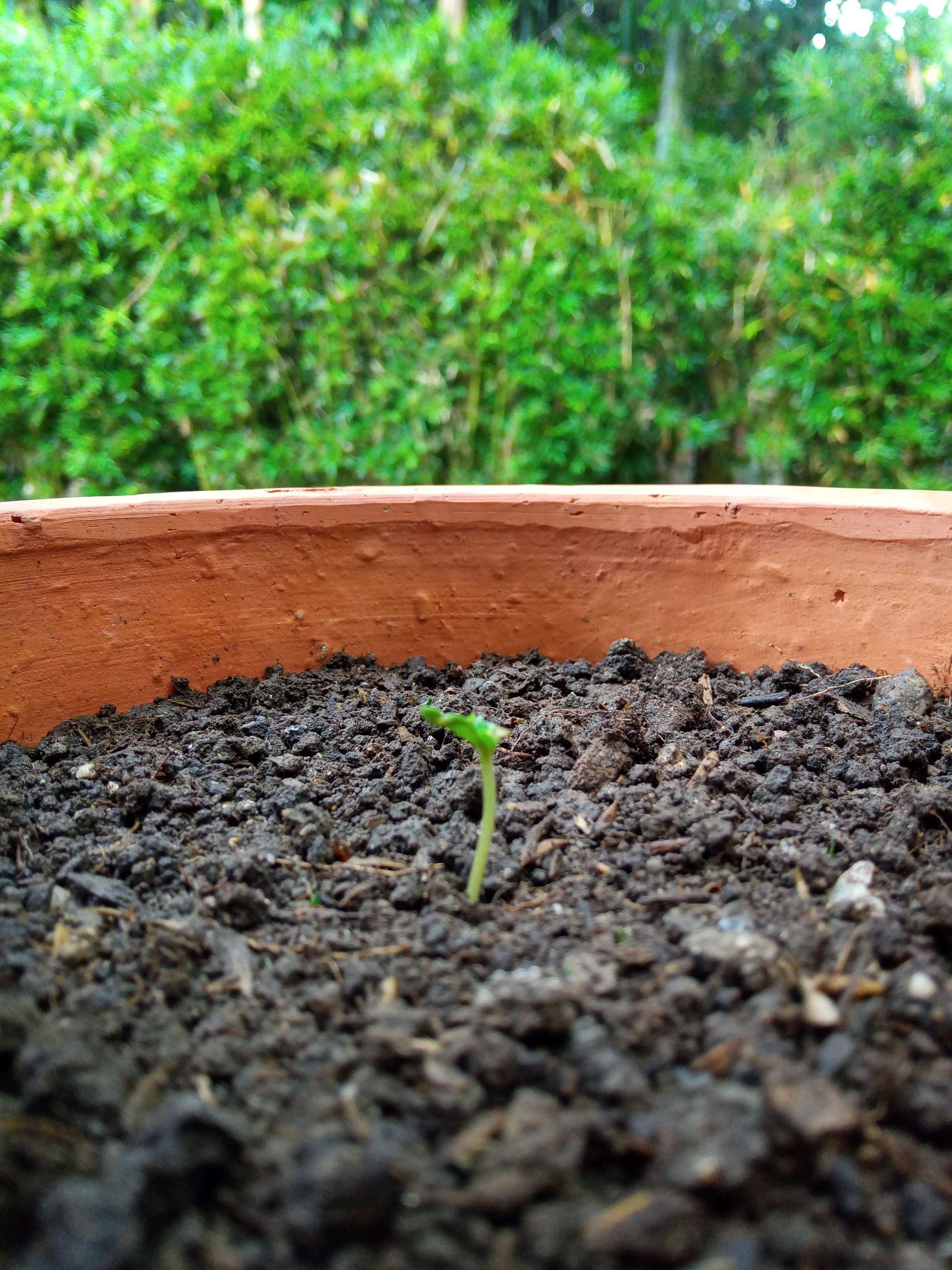 Auto Super Skunk 1 growlog photo 27