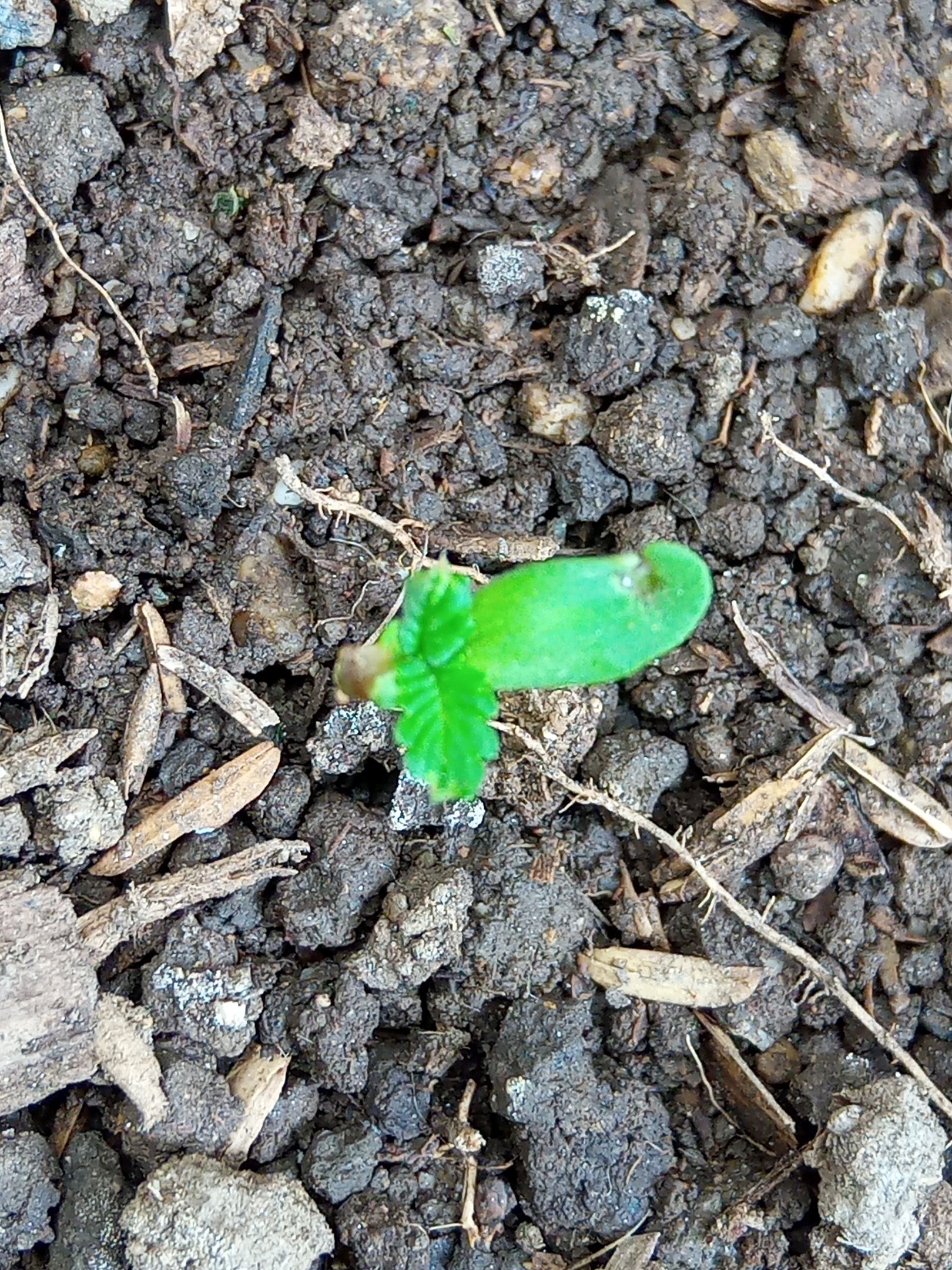 Auto Super Skunk 1 growlog photo 28