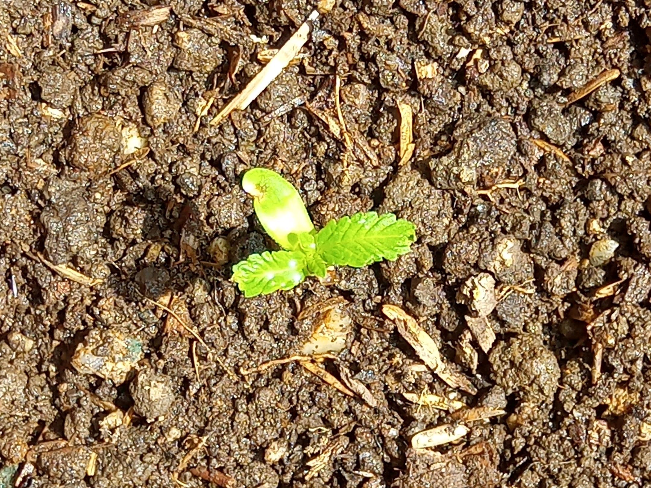 Auto Super Skunk 1 growlog photo 29