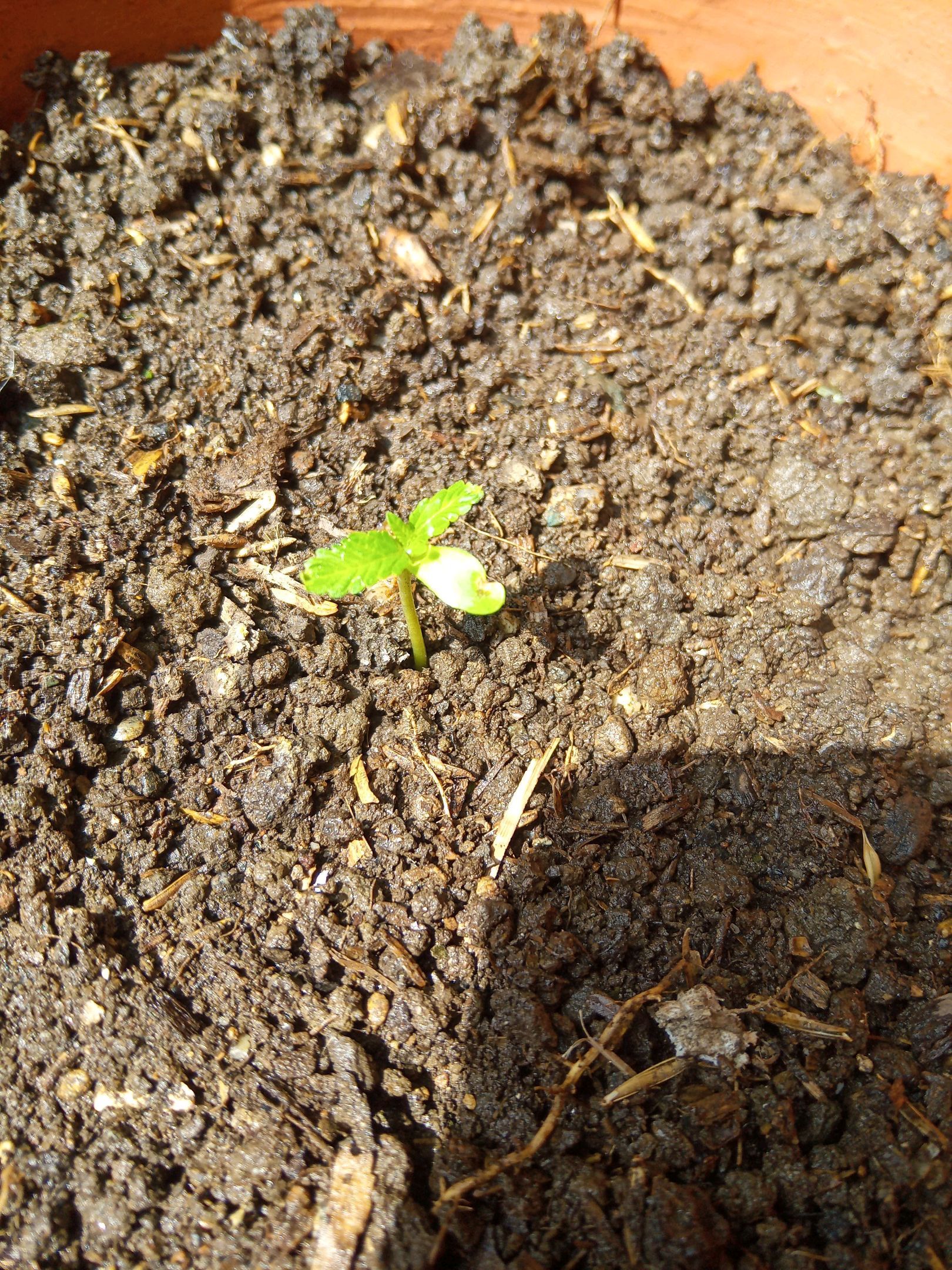 Auto Super Skunk 1 growlog photo 30