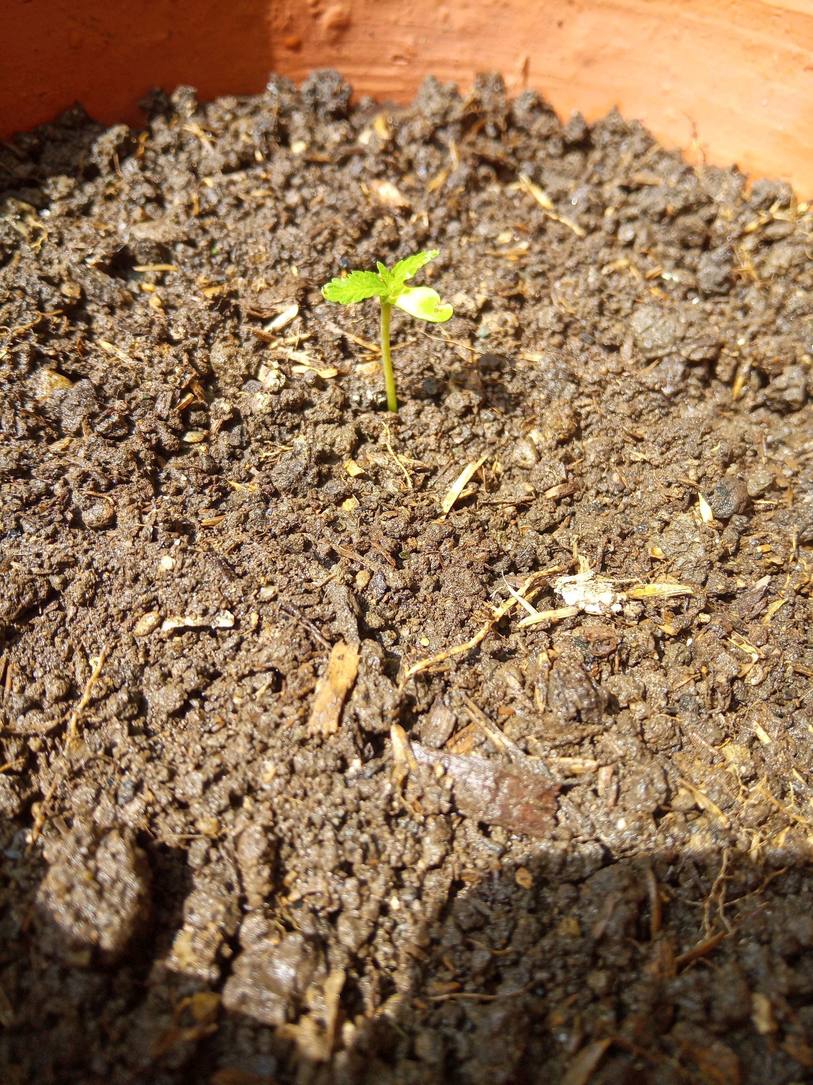 Auto Super Skunk 1 growlog photo 31