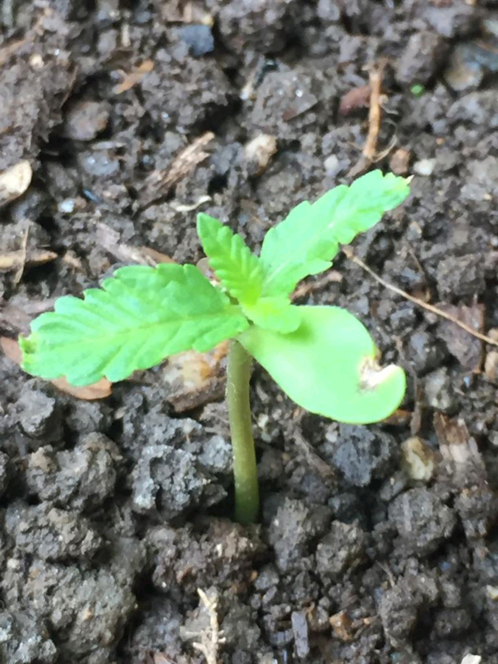 Auto Super Skunk 1 growlog photo 33