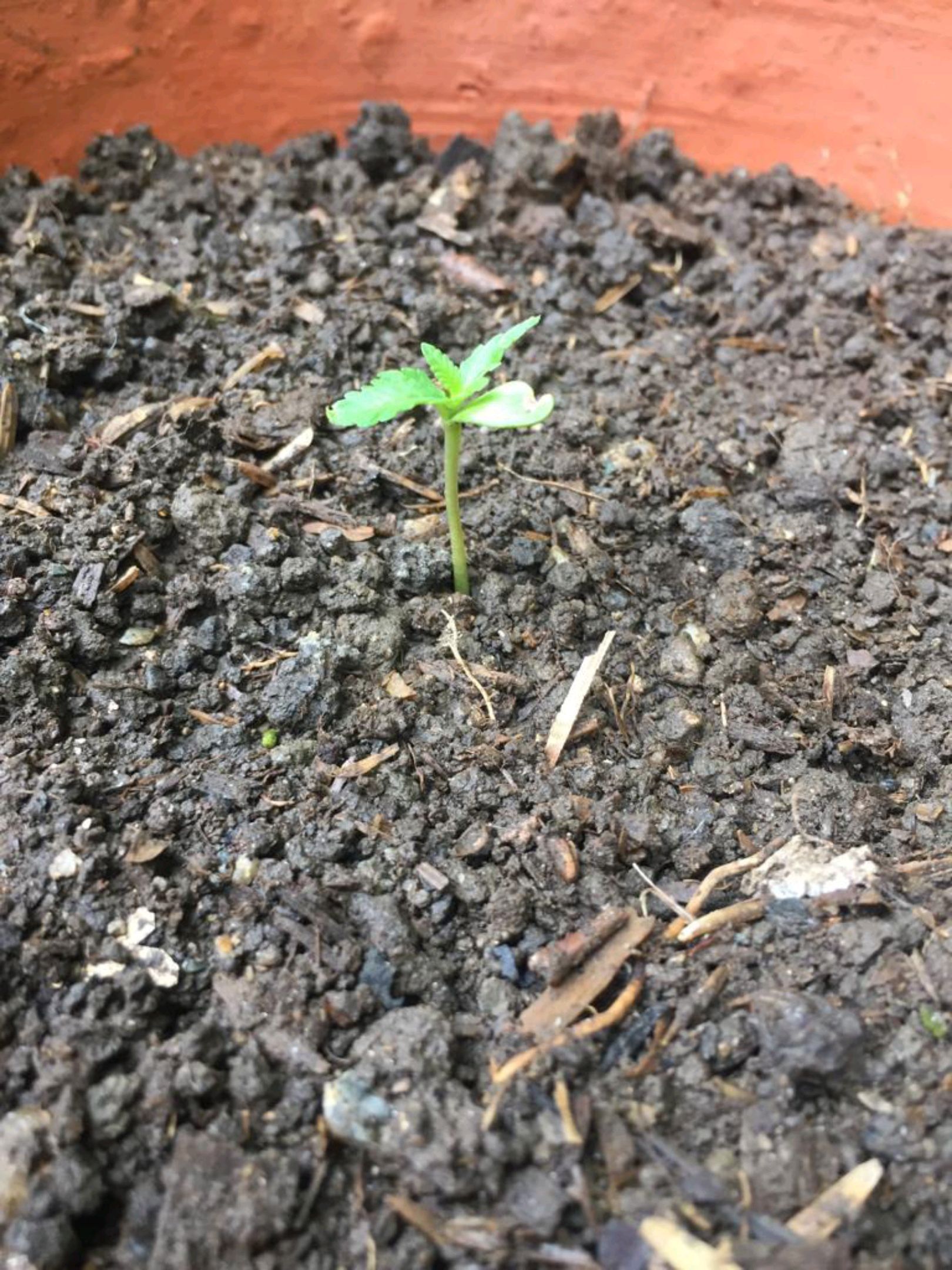 Auto Super Skunk 1 growlog photo 32